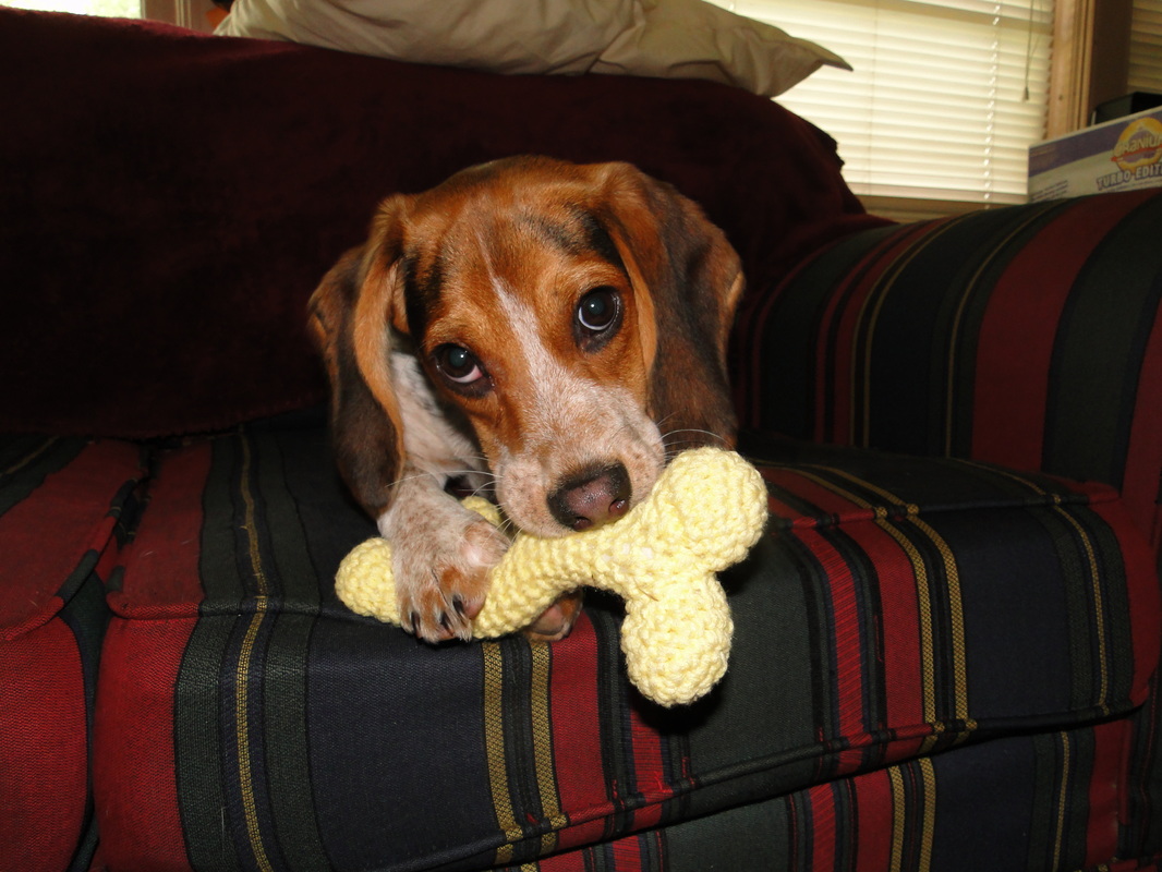 Happy puppy with her crochet dog bone