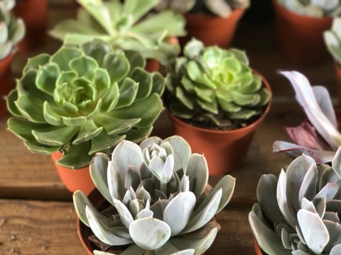 Succulents | State Farmers Market | Things to do in Raleigh, NC